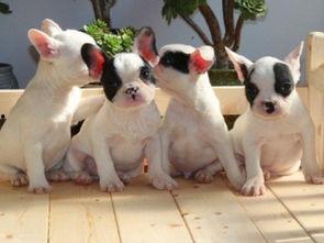 重庆宠物疫苗最新爆料,揭秘最新疫苗信息与防疫指南